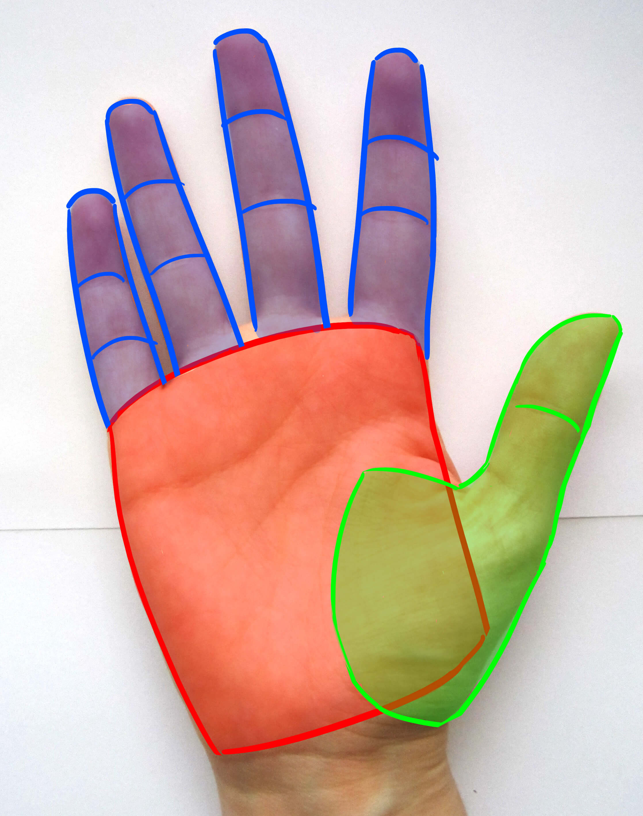 Doigts de la main de face