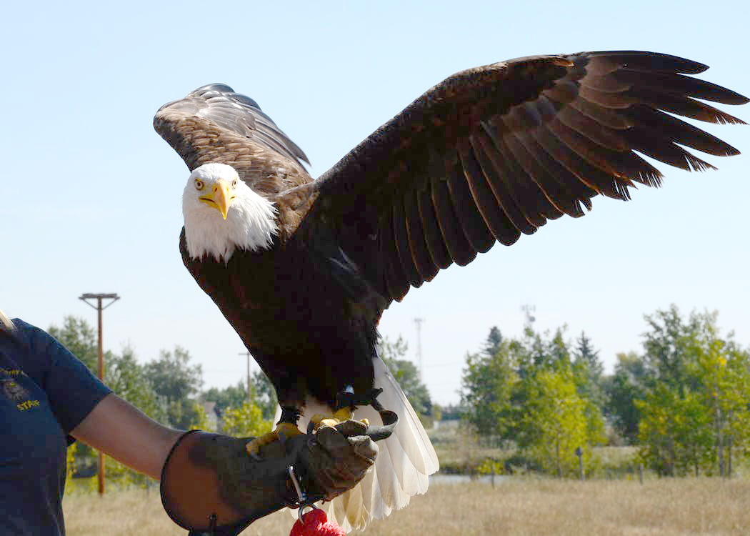 Modèle pour le dessin de l'oiseau 2