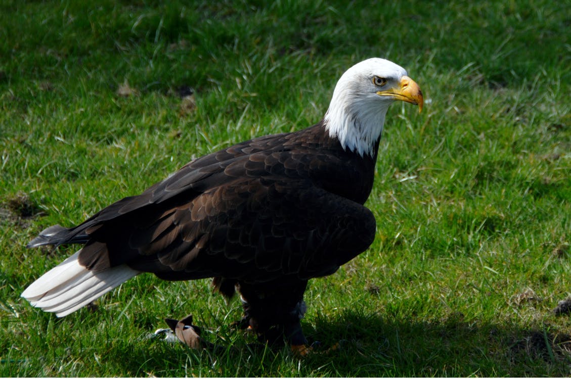 Photo d'un aigle