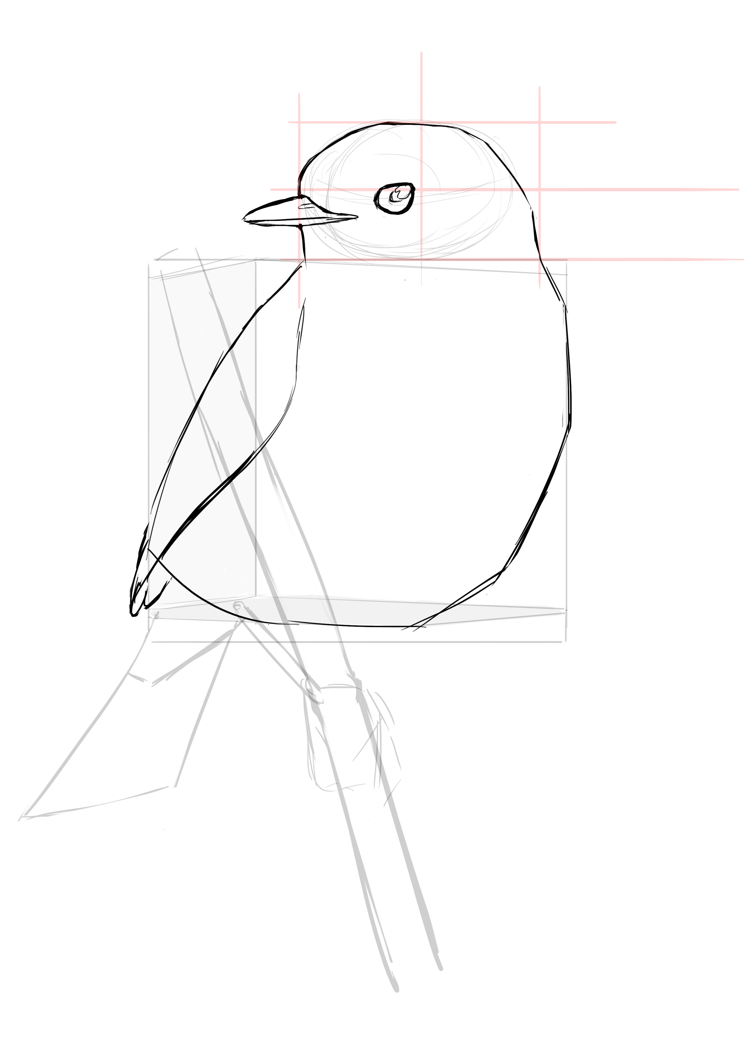 Dessin des ailes du rouge gorge