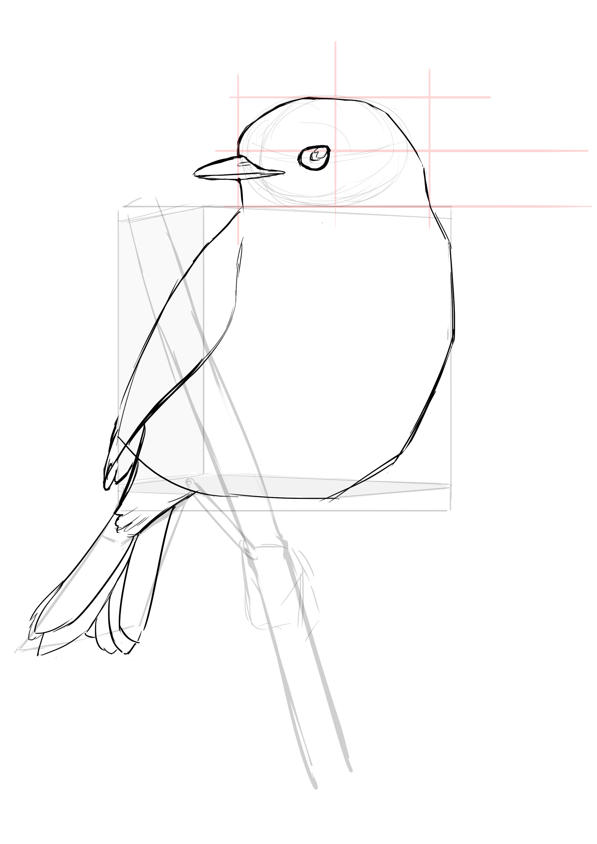 Dessin de la queue du rouge gorge