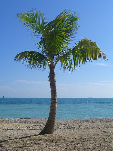 Photo de référence pour le dessin de palmier