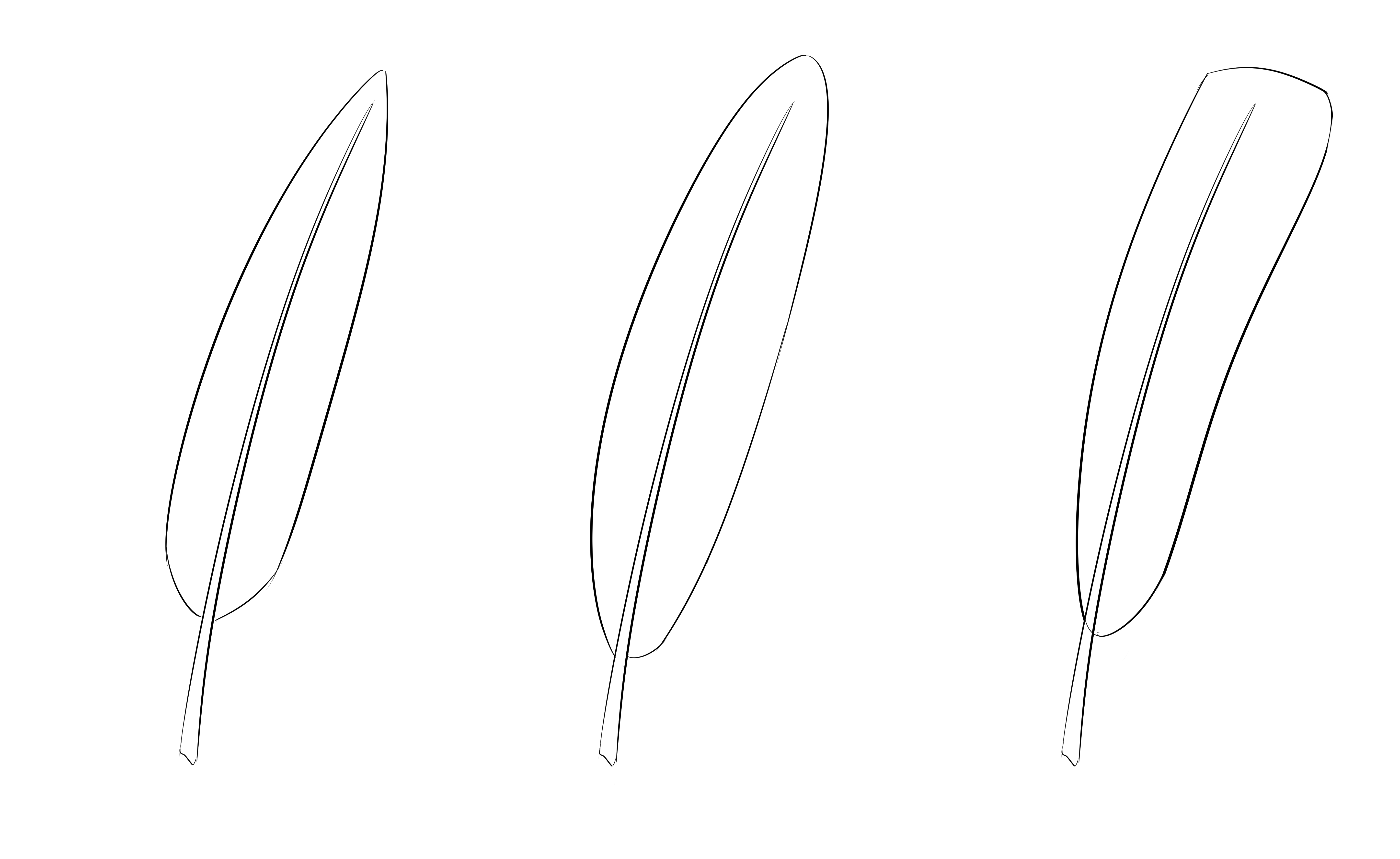 Plusieurs formes de plumes possibles pour votre dessin