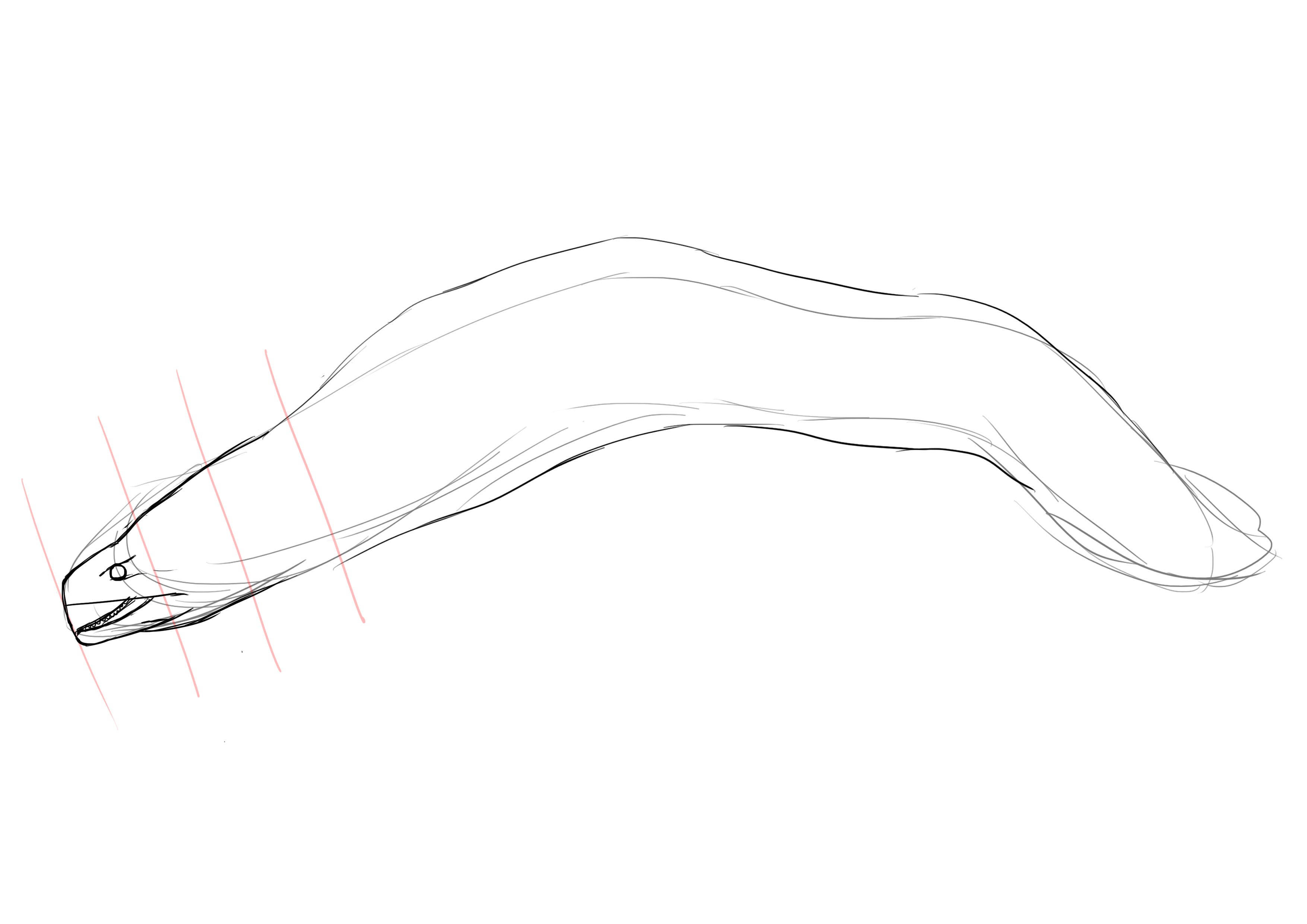 dessiner les dents de la murène