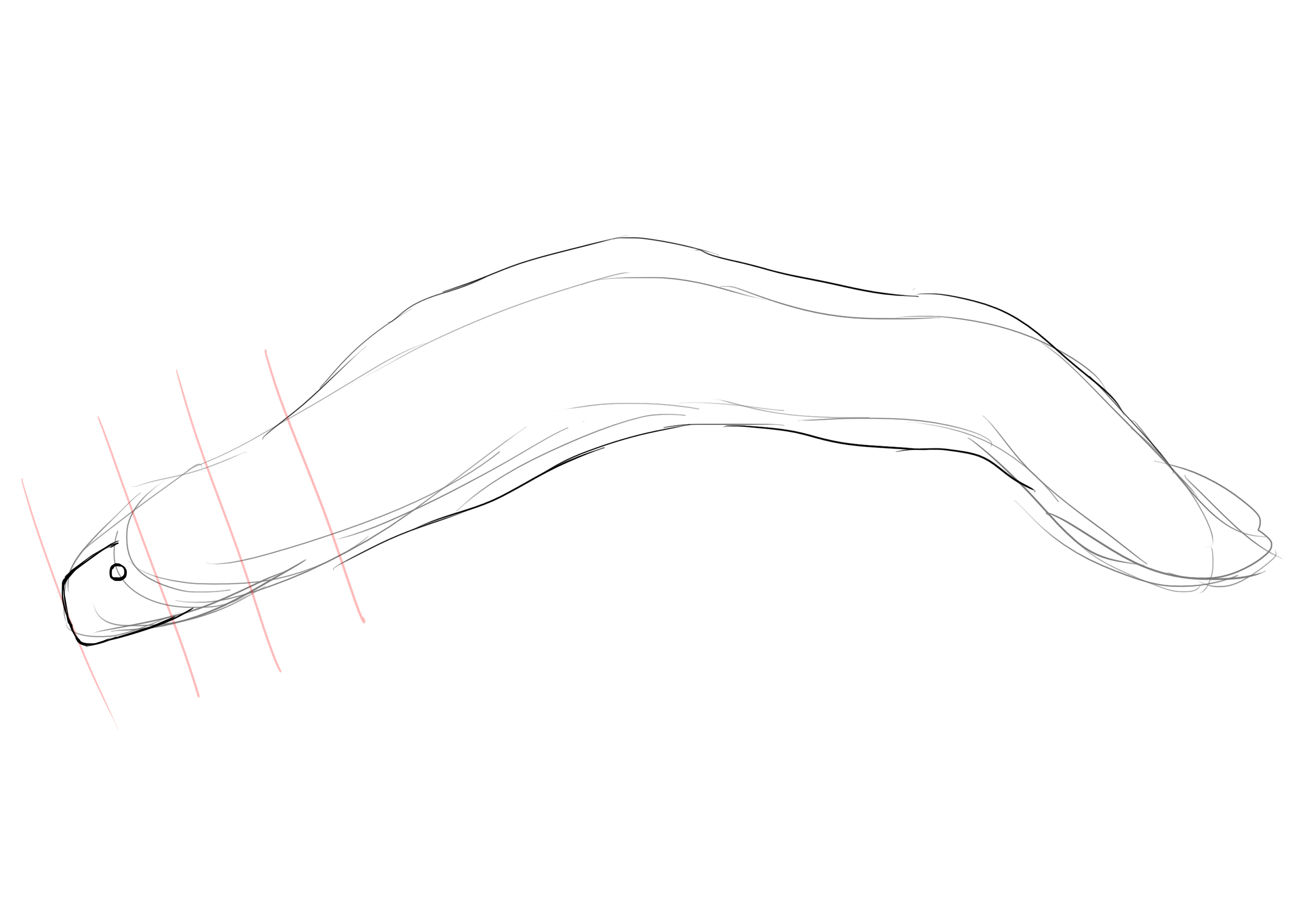 dessiner l’oeil de la murène