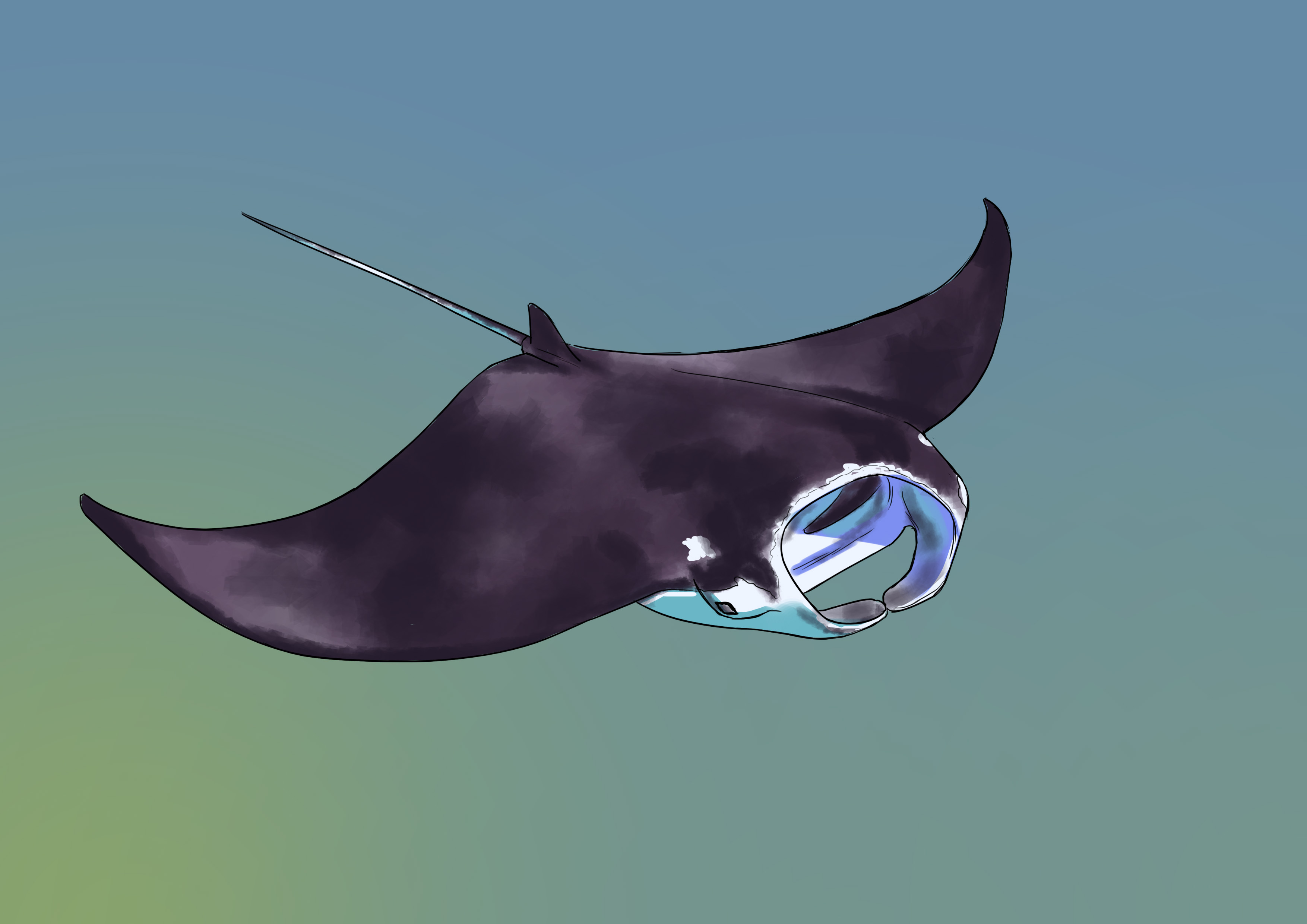 comment dessiner une raie