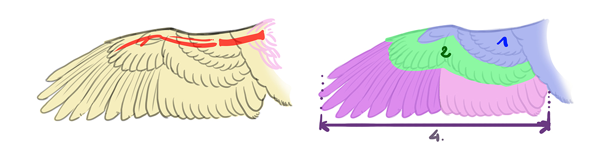 schéma d’illustration pour la structure des ailes de poussin