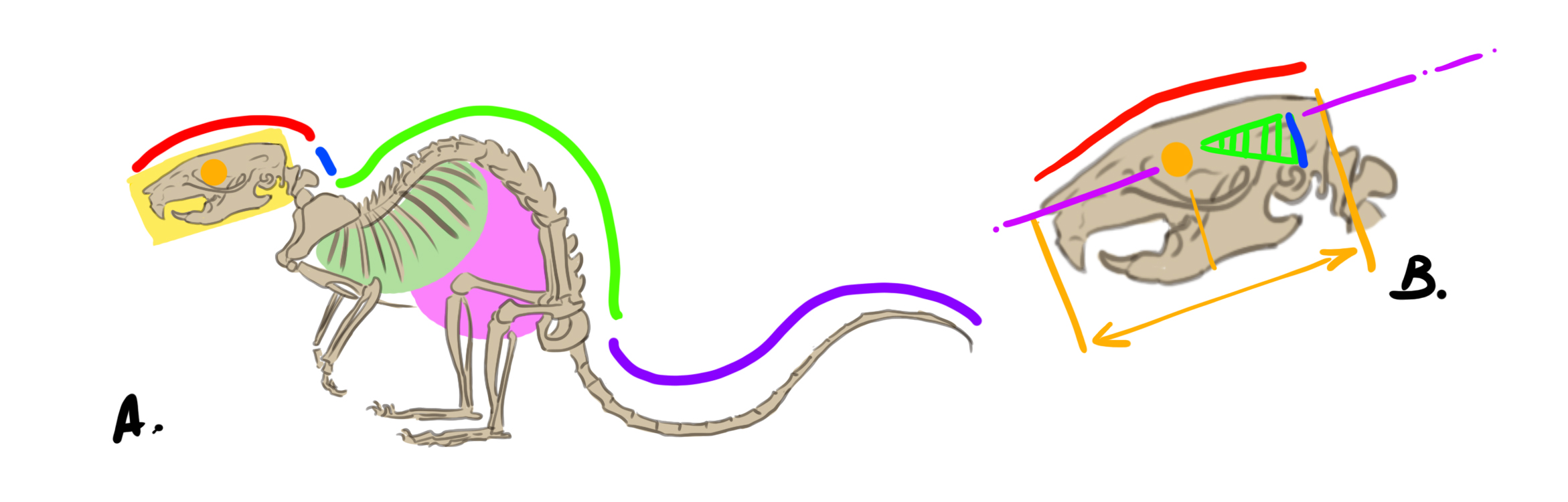 dessin schématique du squelette du rat 2