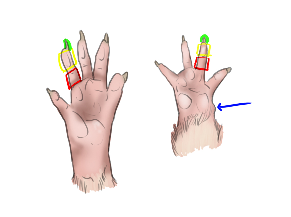 dessiner les pattes du rat