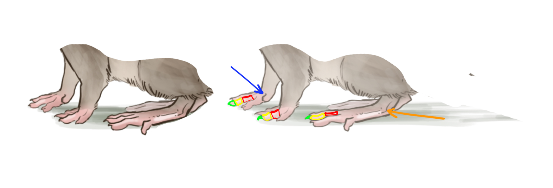 dessiner schématique récapitulatif des pattes du rat