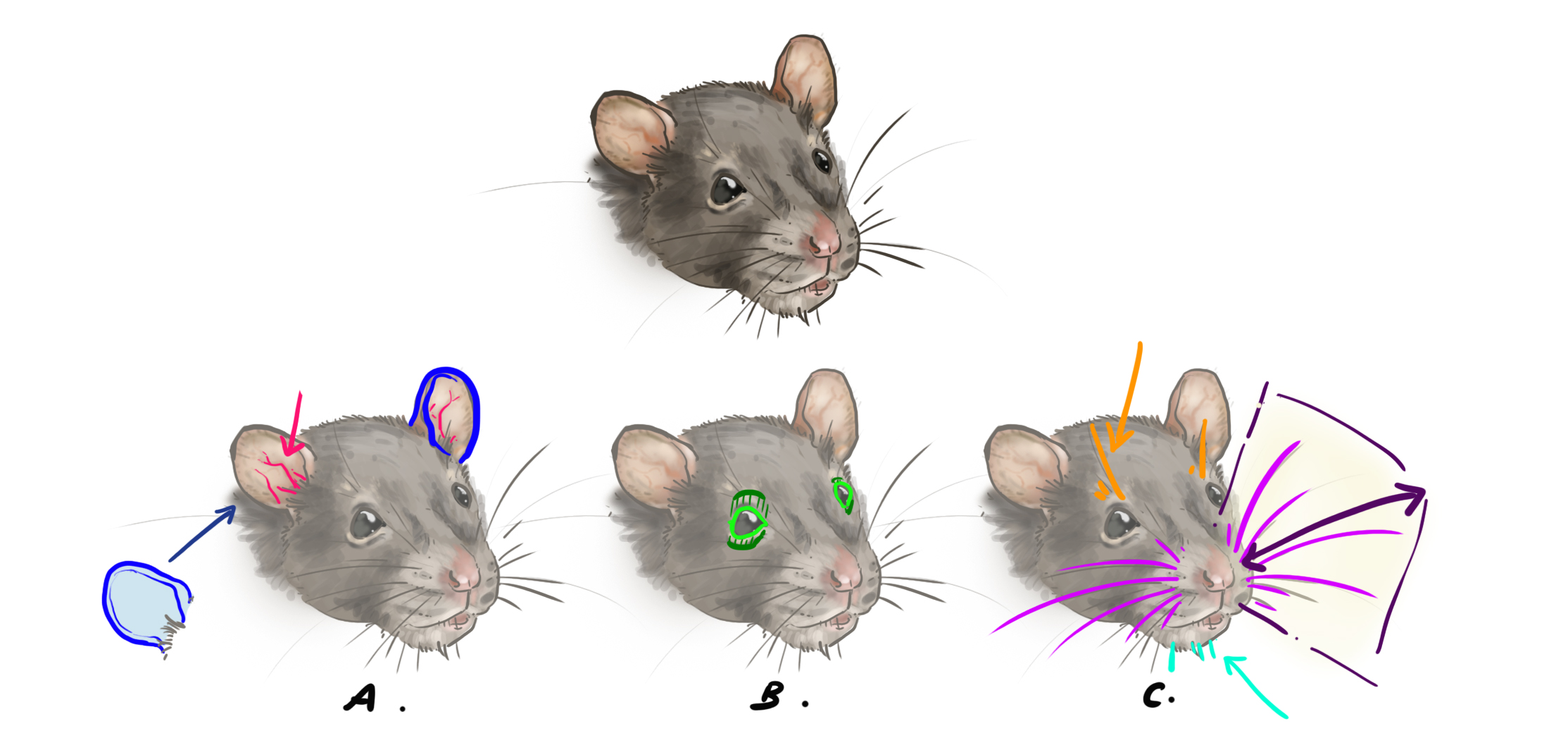 dessiner les yeux, les moustaches et les oreilles du rat