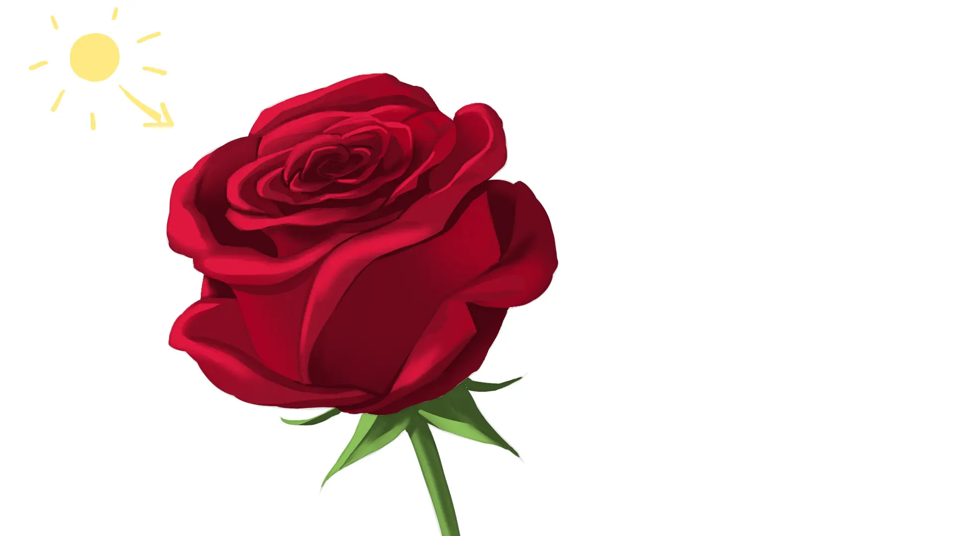 Etape finale du dessin d'une rose