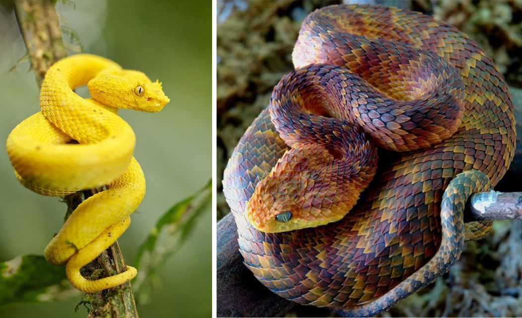 Photo d'écailles d'un serpent