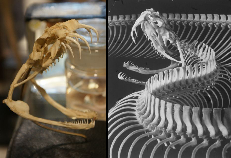 Photo de la mâchoire d'un serpent