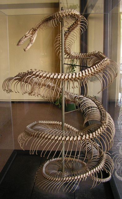Photo du squelette d'un serpent