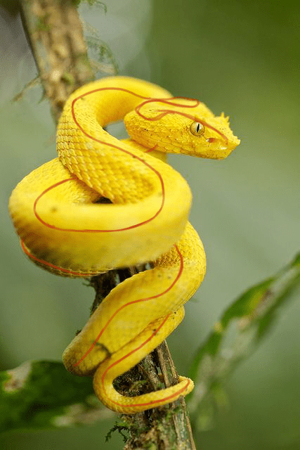 Courbe des volumes pour le dessin du serpent