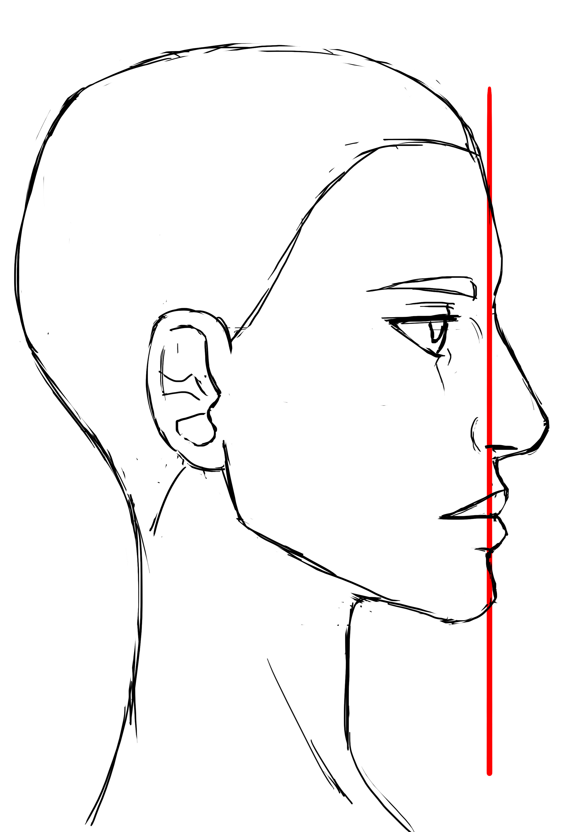 proportions du visage de femme de profil